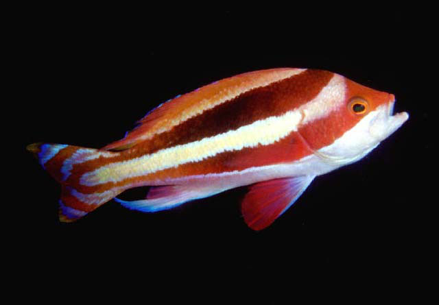 Pseudanthias townsendi (Castagnola dell'Oman)